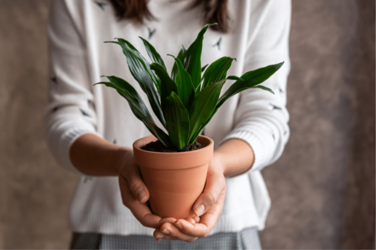 woman holding air purifying plant