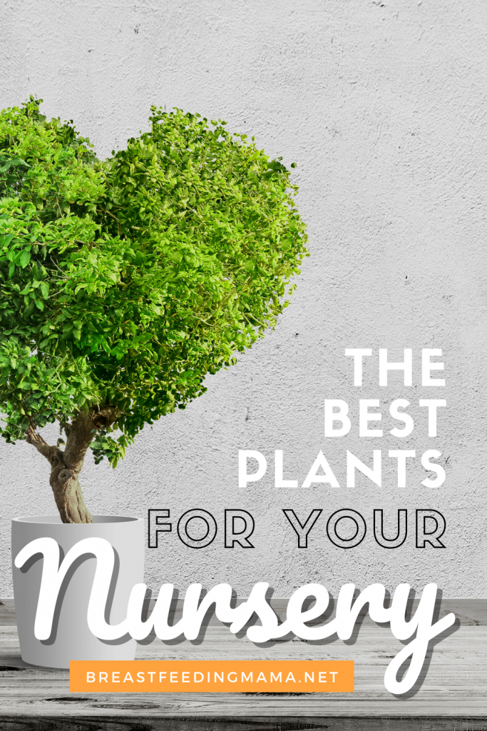 Best Air Purifying Plants for Baby Nursery