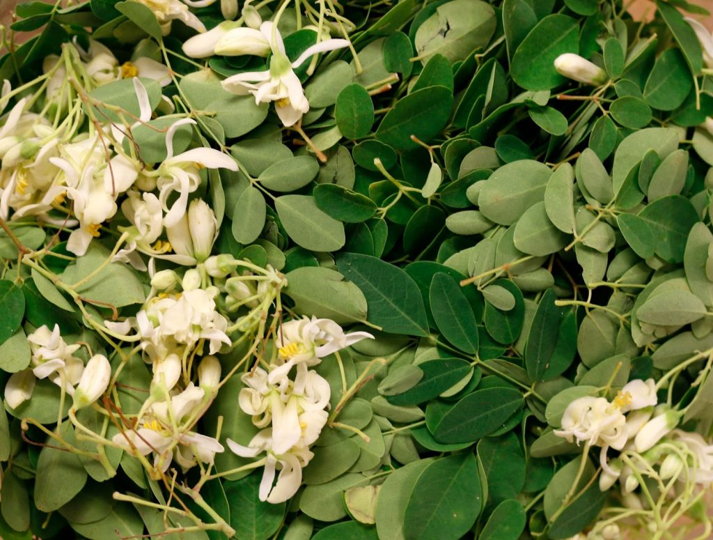 moringa flowers